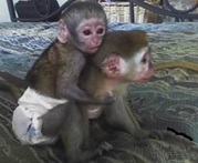 Intelligent Male and Female baby Capuchin monkeys for Adoption both male/female