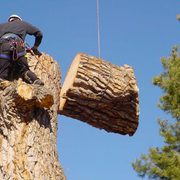 Professional Tree Removal and Stump Services in Mandeville
